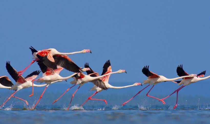 flamingos in kerkini